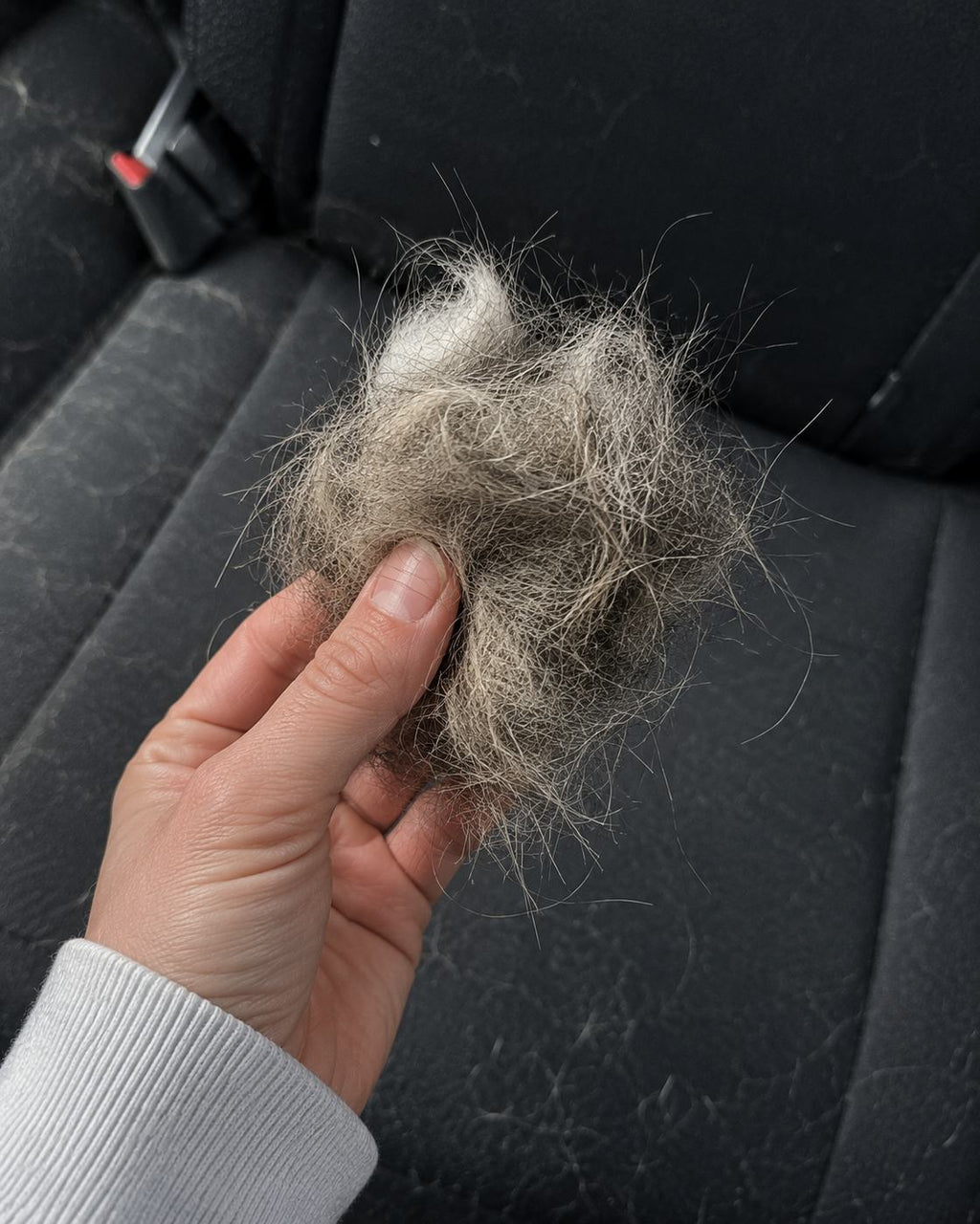 A dense clump of husky fur pulled by hand from one car back seat